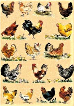 Hartie Chicken Decopatch 30X40cm