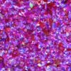 galaxy flakes juno rose